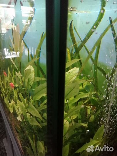 Аквариум 250л