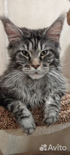 Кот мейн-кун вязка