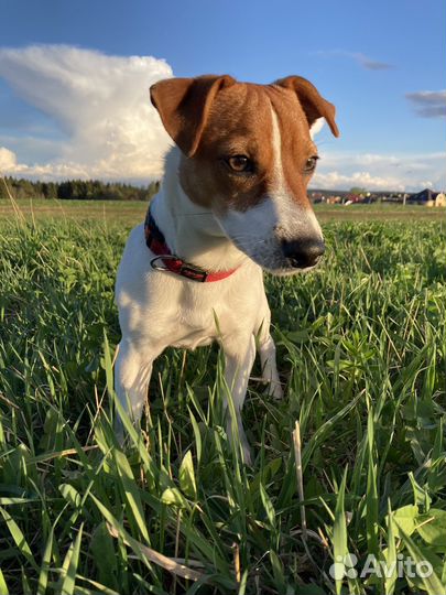 Случка собак