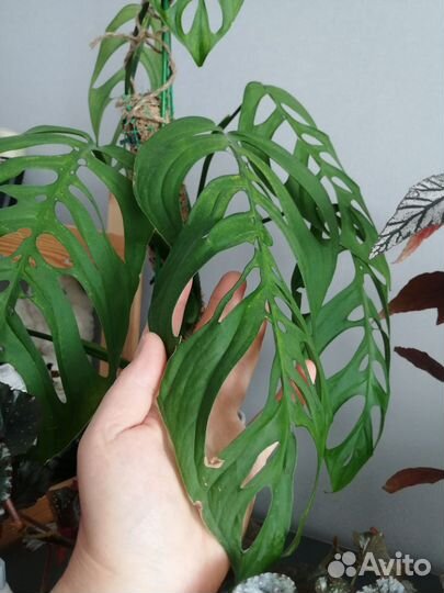 Монстера Эскелето (Monstera Esqueleto) и другие