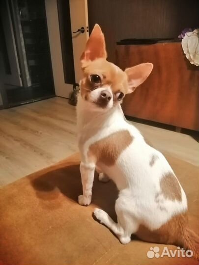 Случка, вязка чихуахуа