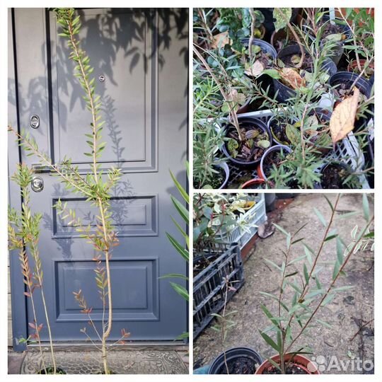 Каллистемон,Красивотычиночник