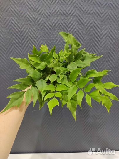 Папоротник Циртомиум