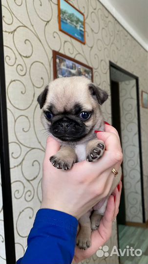 Щенки мопса