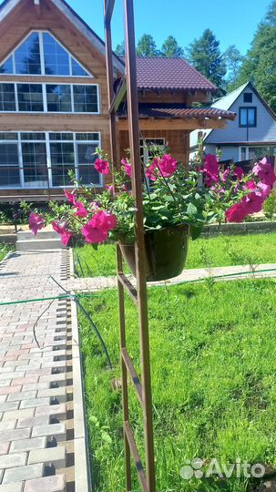 Рассада петуньи