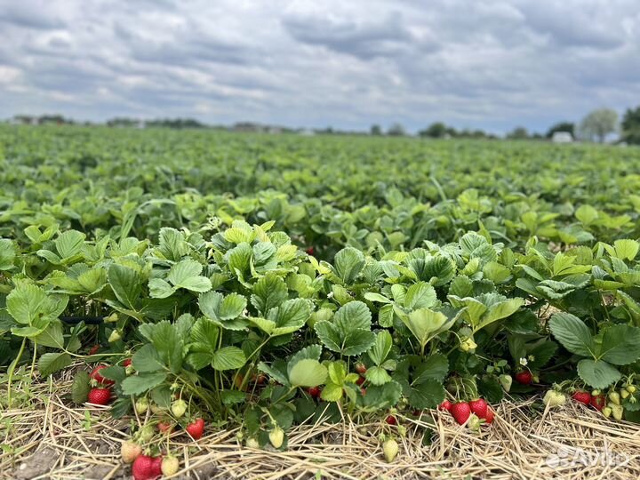 Клубника свежая