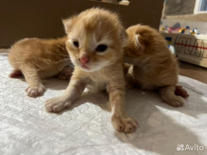 Котята от кошки- крысоловки в хорошие руки