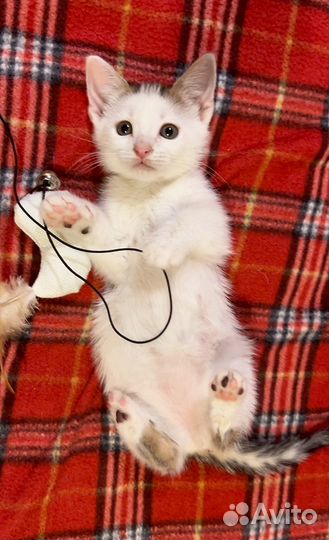 Котенок