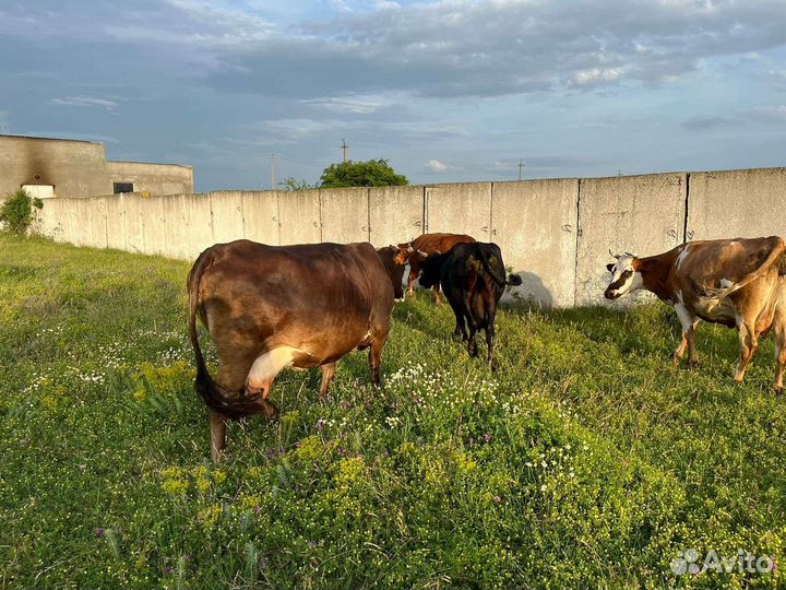 Дойные коровы