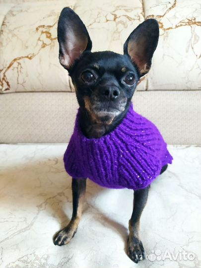 Одежда для собачки мелкой породы