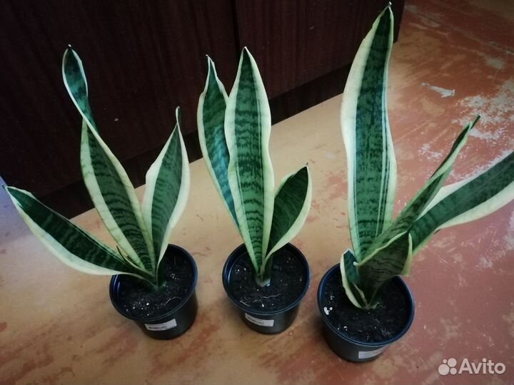 Сансевиерия трехполосная 2-х сортов
