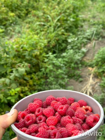 Малина (полька)