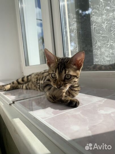 Бенгальская кошка вязка