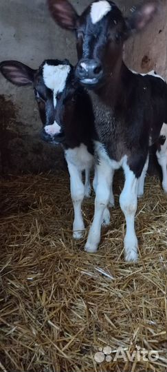 Продам телят