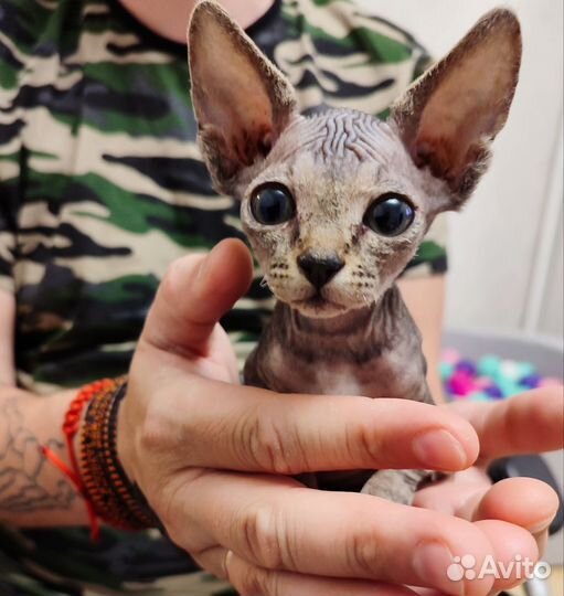 Сфинкс котенок