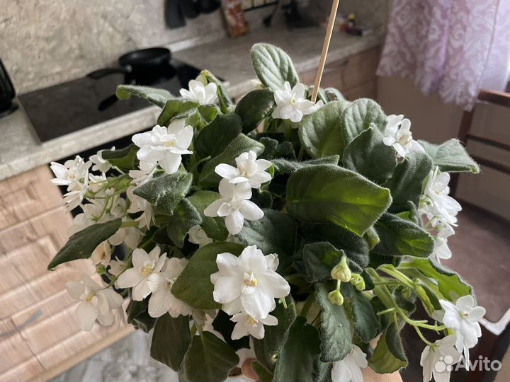 Фиалка белая, махровая