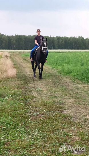 Верховая езда