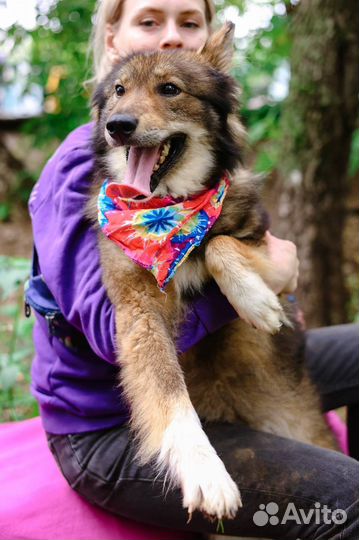 Ждёт хозяев