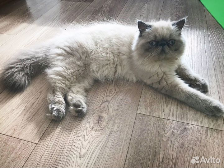 Персидская