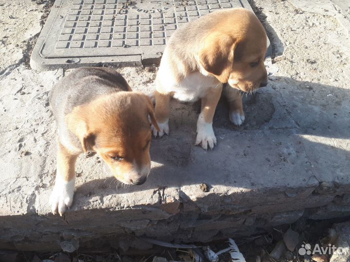 Продам щенков