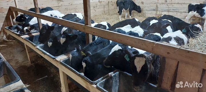 Телята бычки быки