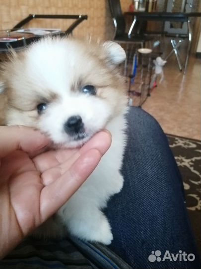 Щенки шпица. Мини