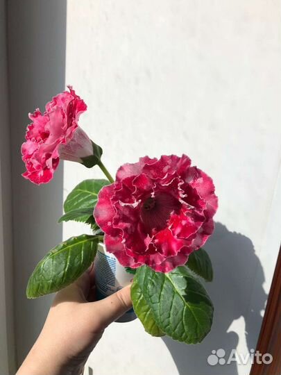 Глоксиния ен Летний вальс лист и ен Дон Жуан