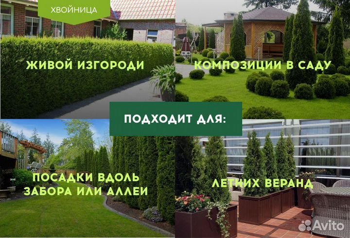 Туя Экстра Смарагд