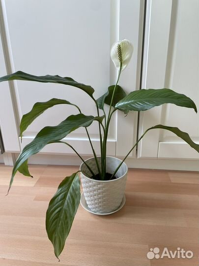 Спатифиллум цветущий
