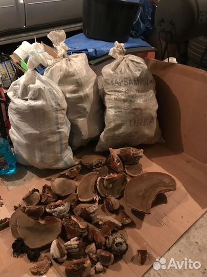 Гриб Трутовик