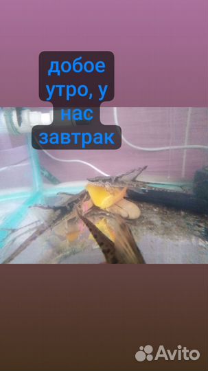 Стурисома панамская, анциструсы