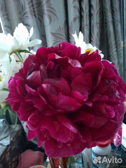 Пионы саженцы корни