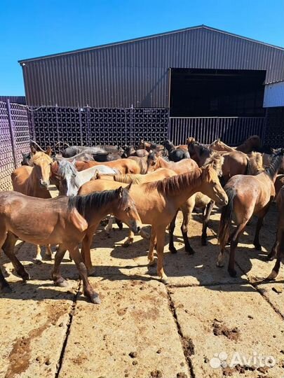 Продаю жеребят