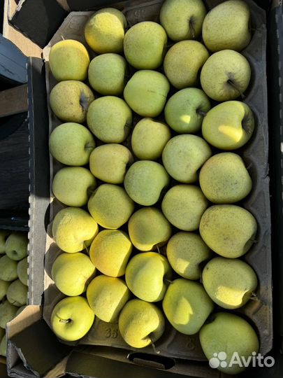 Яблоки оптом краснодар