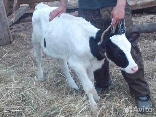 Телята холмагоры