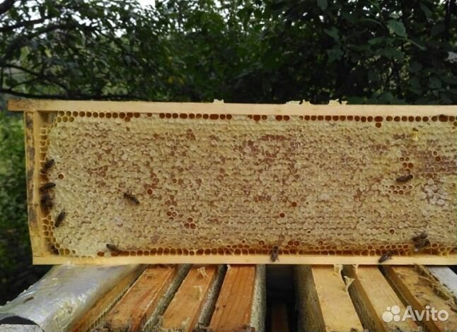 Мёд 2024 года натуральный опт