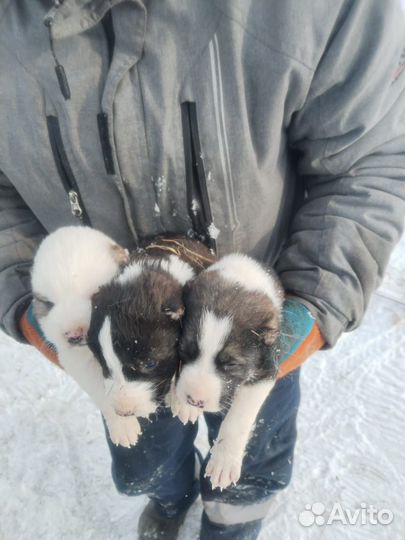 Щенки Алабая