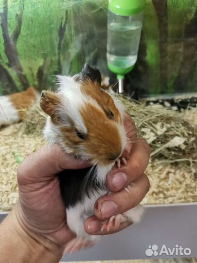 Морские свинки