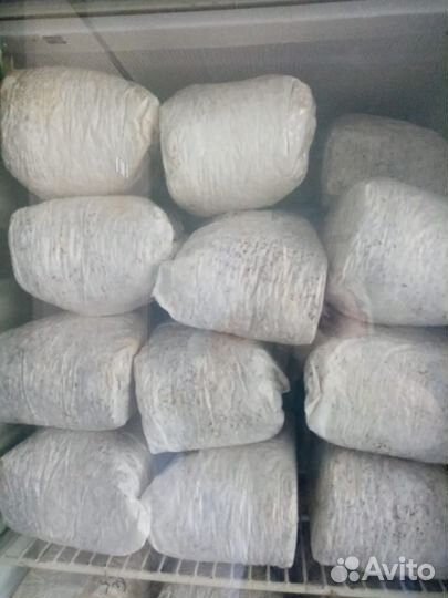 Мицелий вешинки зерновой