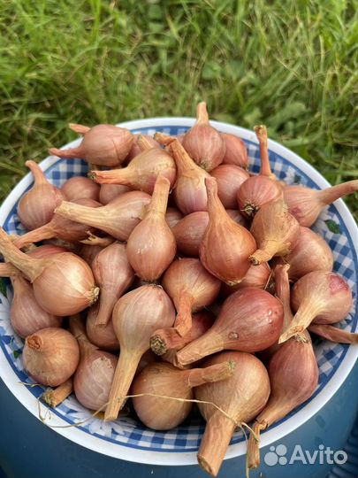 Лук севок Шалот (семейный)
