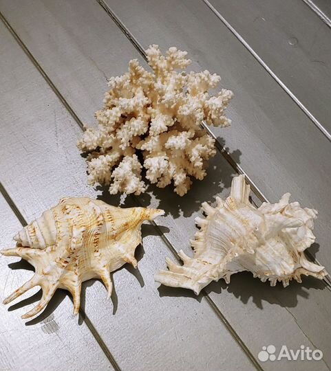 Ракушки для аквариума