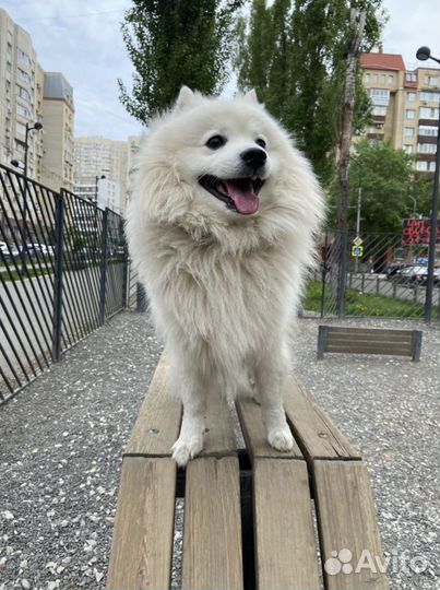 Японский шпиц. Вязка. Кобель