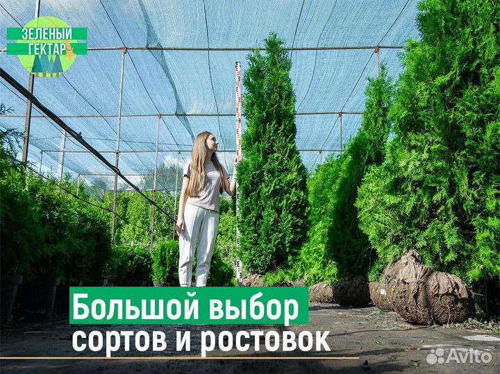 Туи брабант 140 см свежая копка 2023