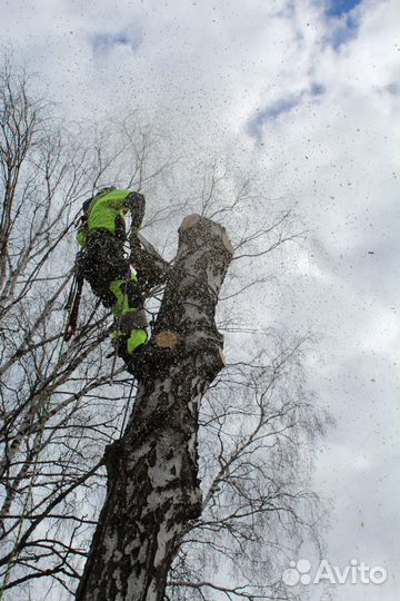 Спил деревьев, измельчение веток, удаление пней