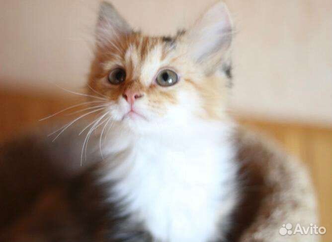 Трехцветочка и рыжий котенок в дар