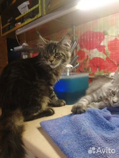 Котята майкун