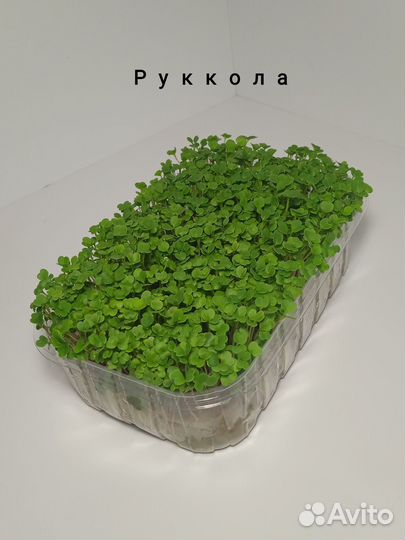 Микрозелень