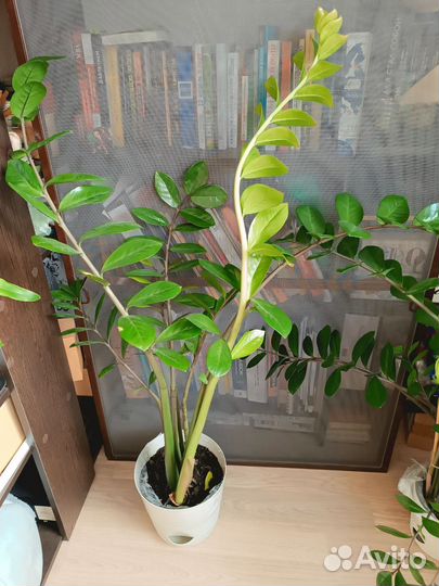 Замиокулькас