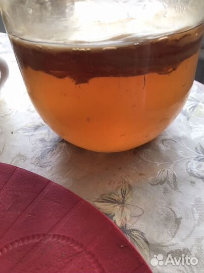 Чайный гриб бесплатно