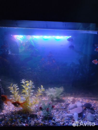 Аквариумные рыбки 9 штук